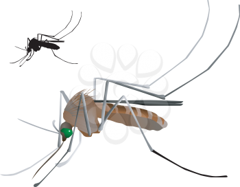 Vectors mosquito