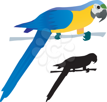 Vector drawing parrot