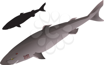 vectors Greenland shark 