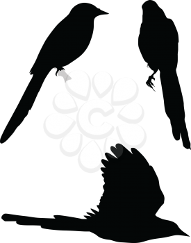 Set of silhouettes of magpies