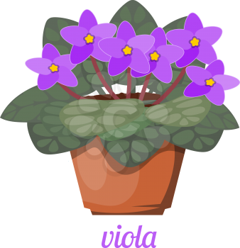 Violet in a pot on a white background. Vector illustration of a cartoon style viola