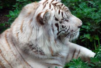 Big and beautiful white tiger sitting on the ground