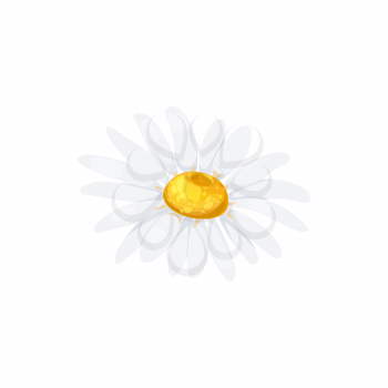 Chamomile flower with white petals and yellow middle isolated head icon. Vector daisy or camomile blossom, floral design element. Springtime daisy-flower realistic fresh bud closeup, gerbera drawing