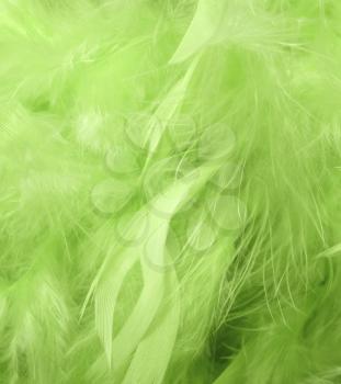 Background with green feathers - macro image