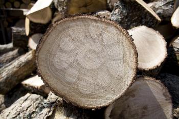 Abstract image of sliced oak fire wood