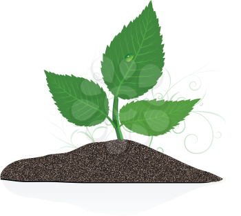 Royalty Free Clipart Image of a Plant in Soil