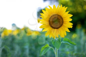 sunflower at the green field in summer