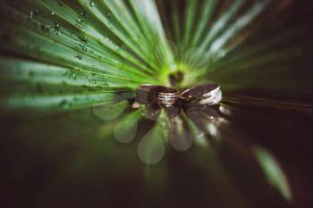 Two wedding rings on a leaf fern. Symbol of a long married life