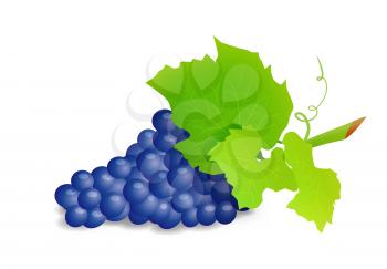 Grape branch with blue grapes on white background. Vector illustration on white