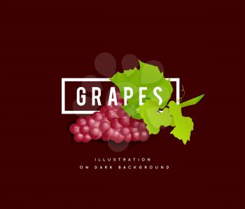 Grape branch with red grapes on white background. Vector illustration on dark background
