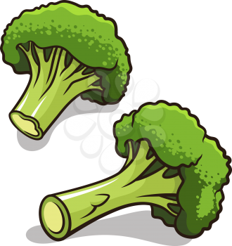 Vector illustration of broccoli isolated on white