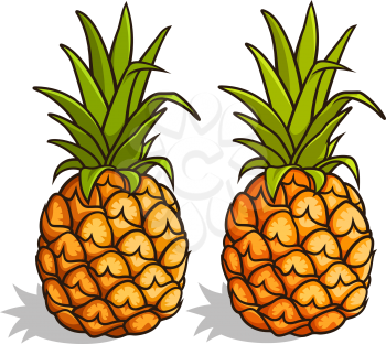 Vector illustration of pineapples isolated on white