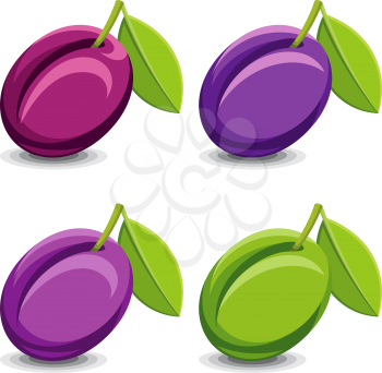 Vector illustration of plums isolated on white
