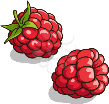 Vector illustration of fresh, ripe raspberries isolated on white