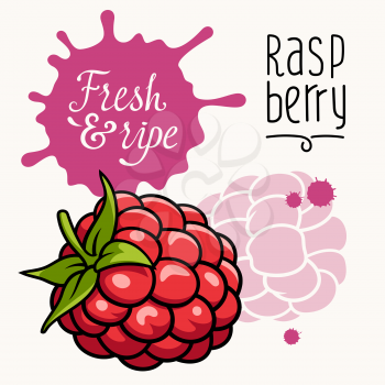 Vector illustration of ripe juicy raspberry. Concept for a Farmers Market. Idea for the label design. Organic, local grown products