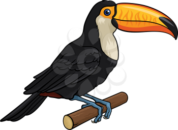 Vector illustration of a Toucan, isolated on white