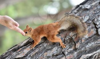 A very cute red squirrel reaches for the human hand for food.