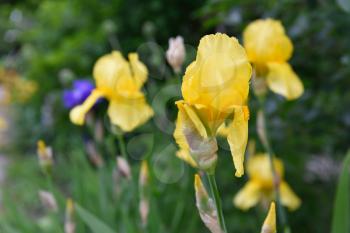 Beautiful yellow irises in the home garden.