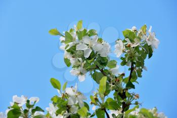 Flowering apple trees in the spring in the home garden