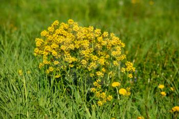 Beautiful wild yellow flower growing in the grass