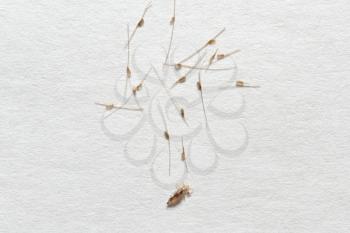 Louse and nits cocoons on white paper background.