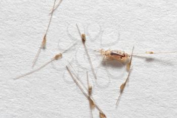 Louse and nits cocoons on white paper background.