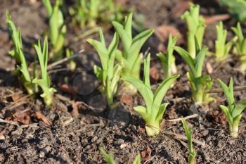 Iris sprouts break through the spring through the soil after winter in the garden.
