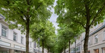 Beautiful chestnut alley in one of the streets of the European city of Baden Baden