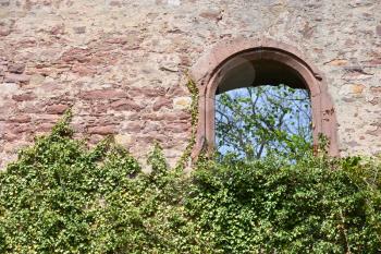 The castle wall, old from stone blocks, with a window and a climbing plant. Castle wall with text space