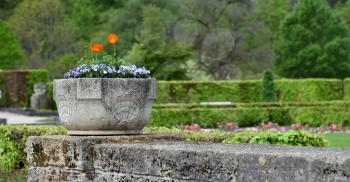 Large stone flower pot with viola flowers on a green park background