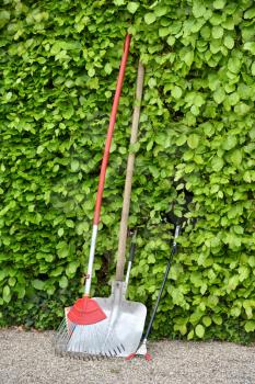 Garden tools shovel, rake and tongs stand against a hedge in a garden with text space, in a public park