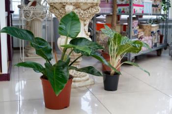 Home plants are on the floor of the tiles. Indoor potted plants on the floor, Calathea flowers and Philodendron