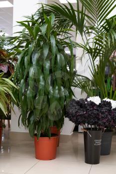 Home plant Dracaena in a brown pot stands on the floor in the room