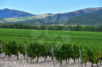 Beautiful and green grape fields near the mountains in summer.