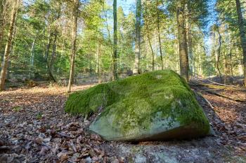 Thick green moss on a large stone in a European forest