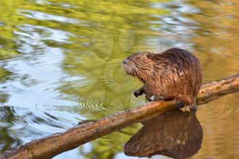 Wet nutria sits on a log above a pond and is reflected in the water