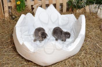 Little rabbits sit in a white egg-shaped basket, surrounded by Easter decor against the backdrop of dry hay.