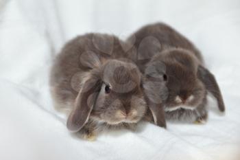 Little gray rabbits sit in a white basket. Easter holiday with little bunnies. Close-up