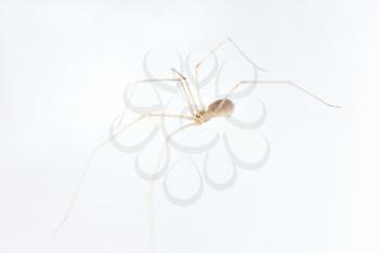 A spider who lives at home on a white wall. Macro