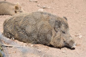 A big boar lies sleeping on the ground on a sunny day
