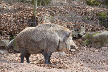 Wild boar with brown wool in a special corral with a fence