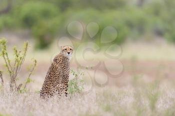 Cheetah portrait in the wilderness of Africa