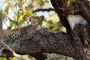 Baby leopard resting on tree, leopard cub in the wilderness of Africa
