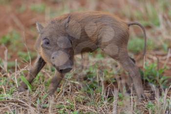 warthog in the wilderness of Africa