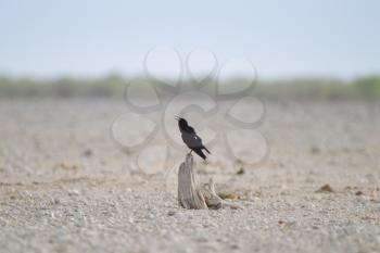 Crow in the wilderness of Africa
