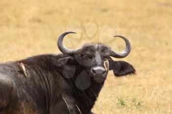 Cape buffalo in the wilderness of Africa
