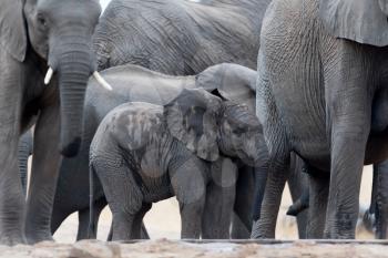 Herd of elephants in the wilderness of Africa