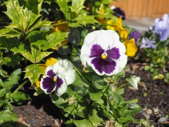 White and purple Viola aka Violet flower
