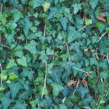 seamless tileable green ivy texture useful as a background