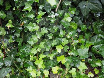 Green Ivy (Hedera) plant leaves useful as a background